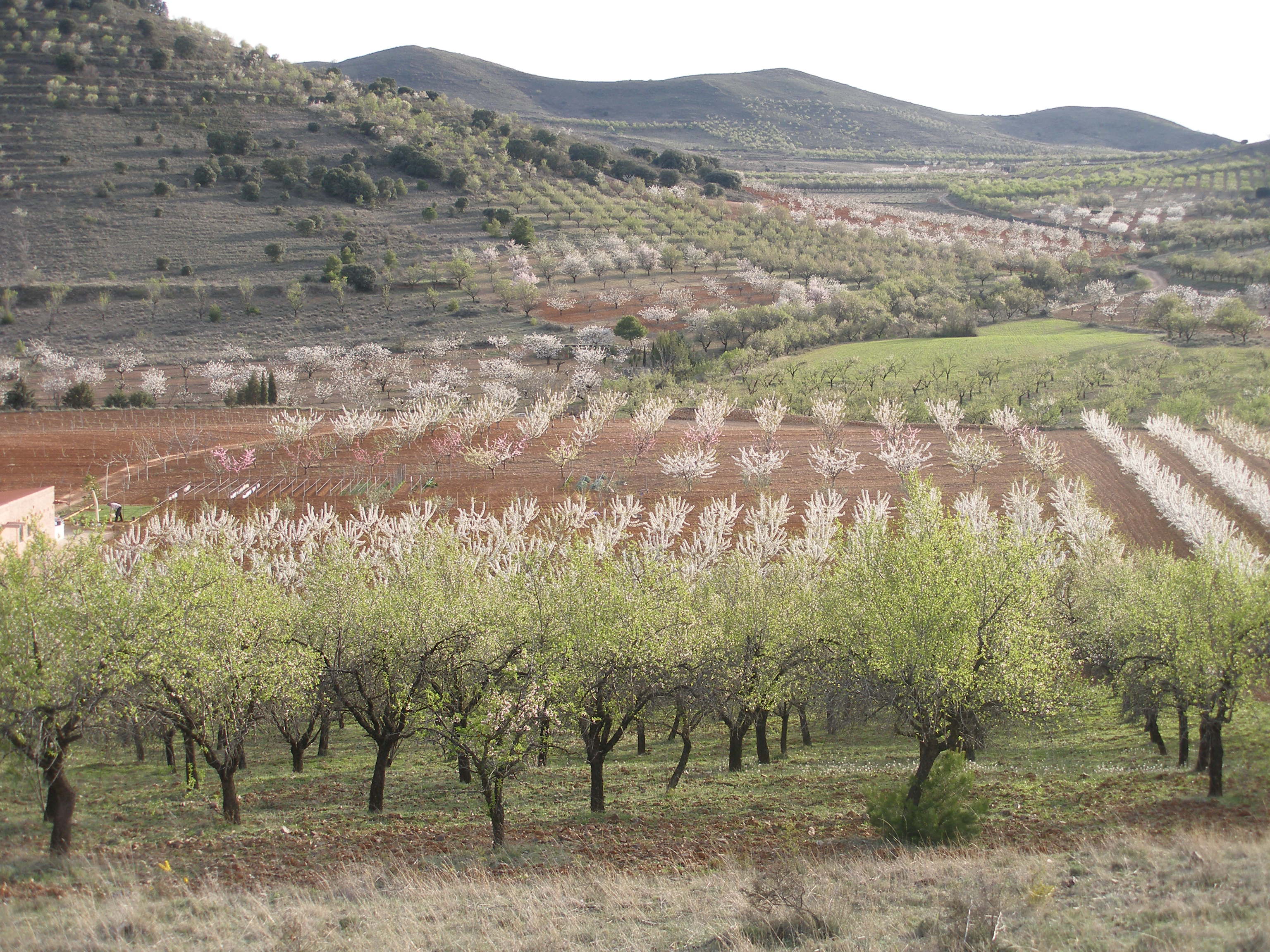 Cerezos en flor